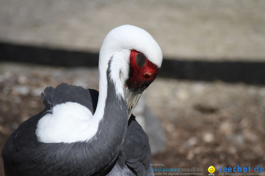 Zoo-Zuerich-26042012-Bodensee-Community_SEECHAT_DE-_126.jpg