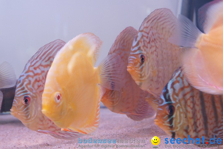 AQUA-FISCH 2009