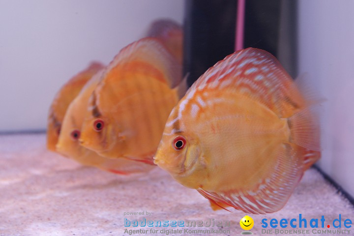 AQUA-FISCH 2009