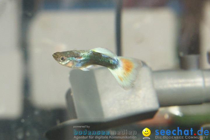 AQUA-FISCH 2009