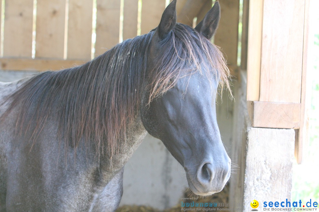 Hoffest auf der Criollo Ranch: Gailingen am Bodensee, 04.08.2012