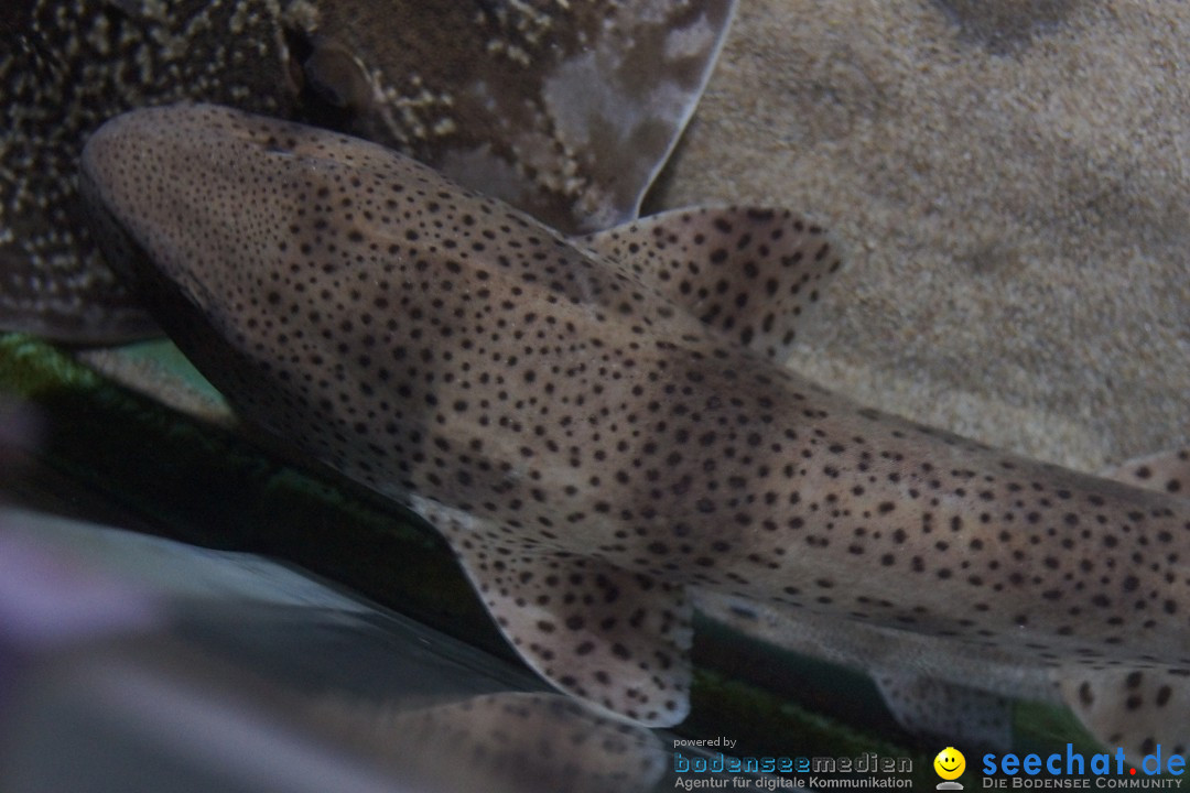 SEA LIFE: Unterwasserwelt: Konstanz am Bodensee, 23.11.2012