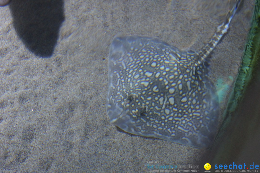 SEA LIFE: Unterwasserwelt: Konstanz am Bodensee, 23.11.2012