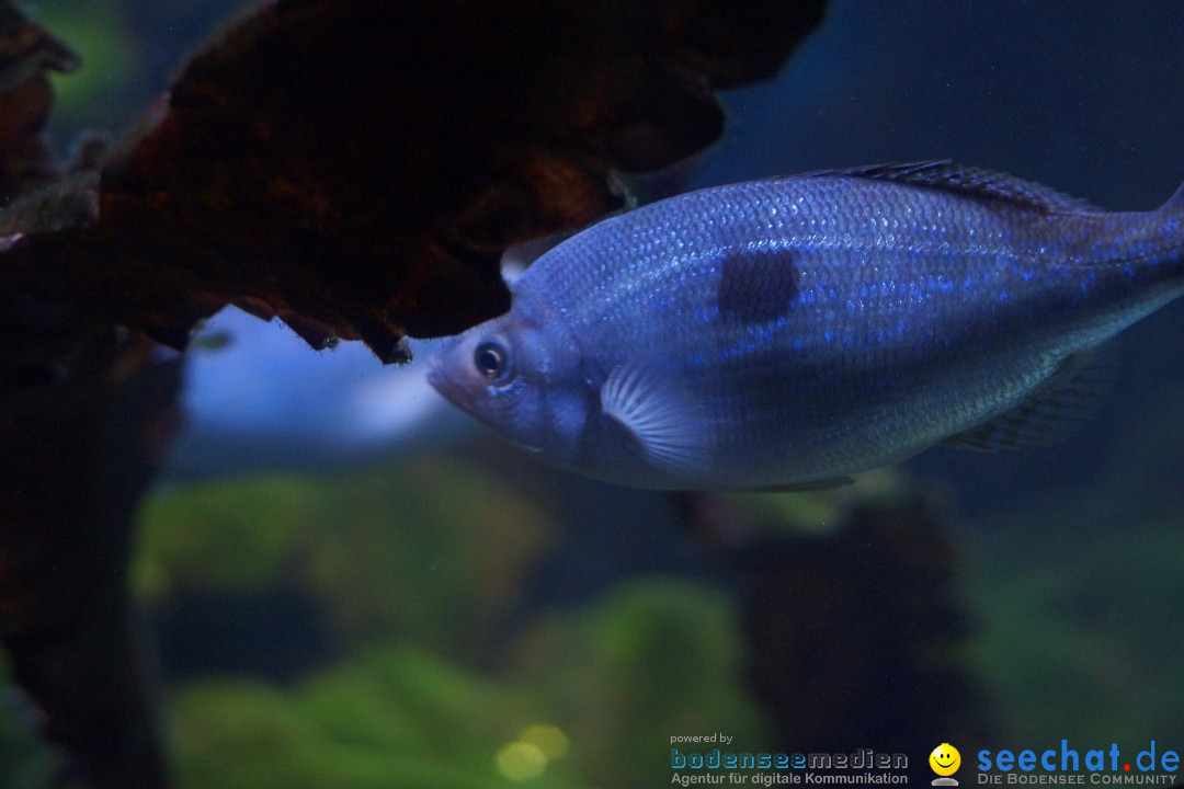 SEA LIFE: Unterwasserwelt: Konstanz am Bodensee, 23.11.2012