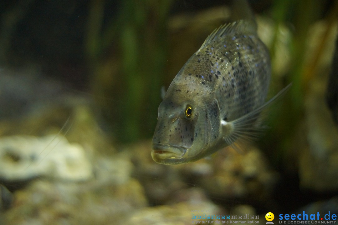 SEA LIFE: Unterwasserwelt: Konstanz am Bodensee, 23.11.2012