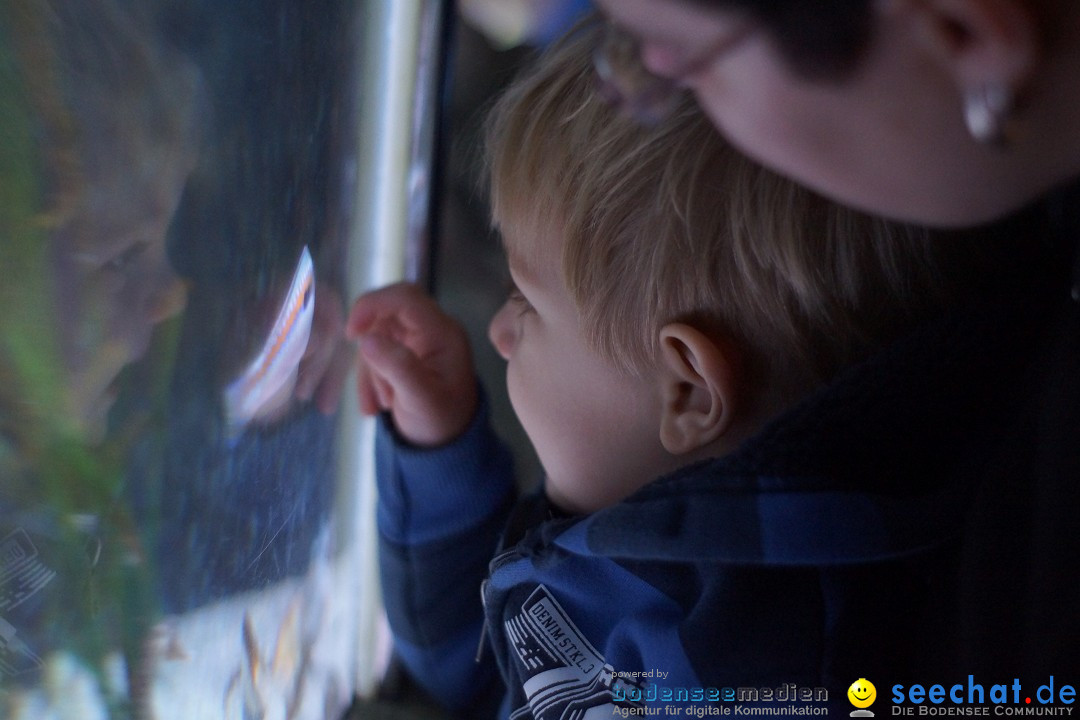 SEA LIFE: Unterwasserwelt: Konstanz am Bodensee, 23.11.2012
