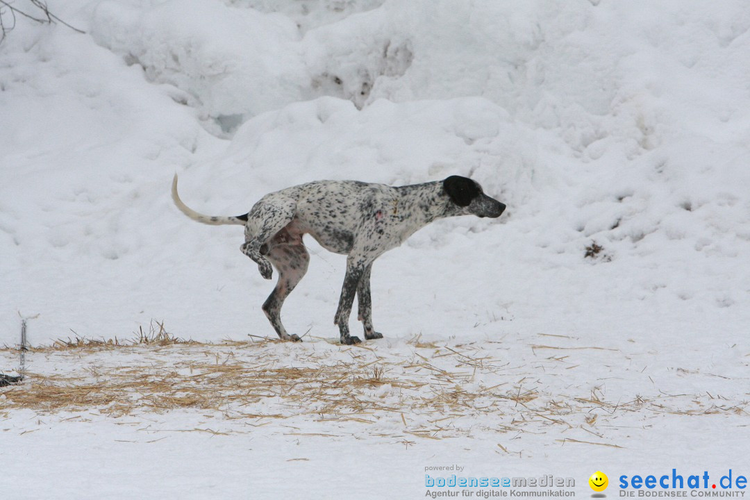 Schlittenhunderennen: Todtmoos im Schwarzwald, 24.02.2013