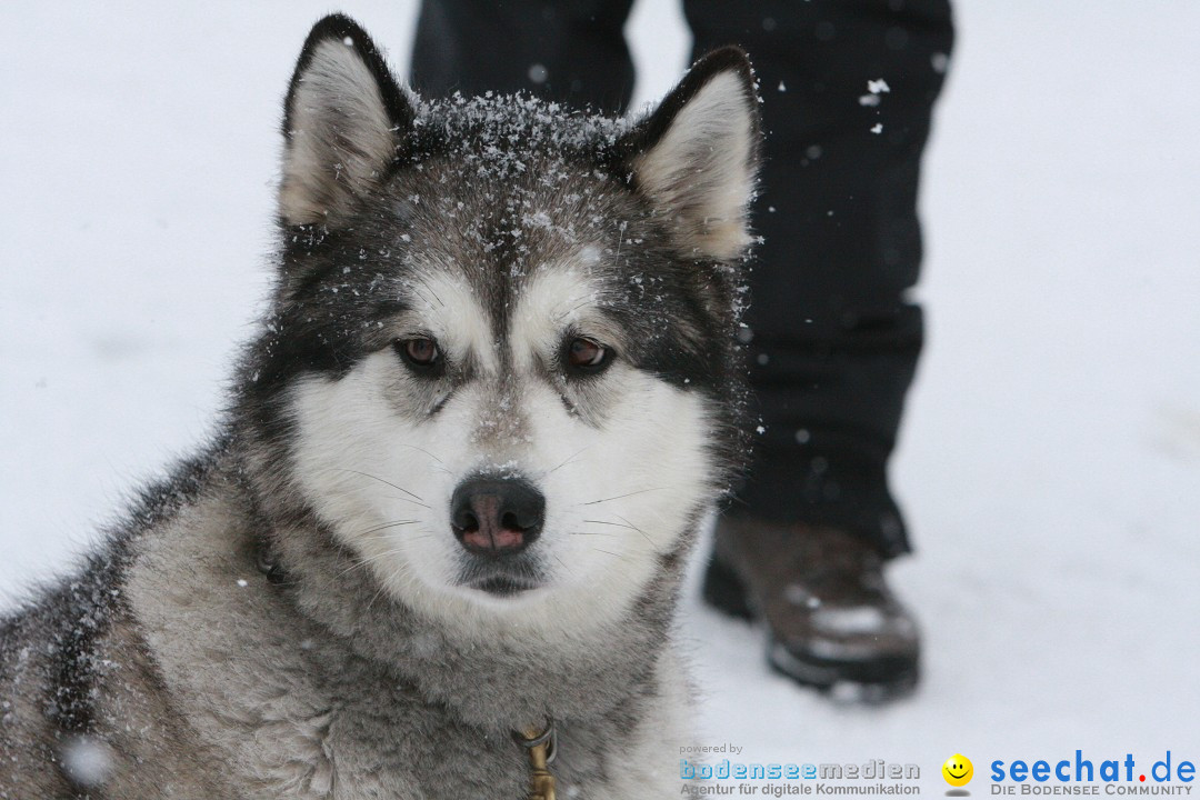 Schlittenhunderennen: Todtmoos im Schwarzwald, 24.02.2013
