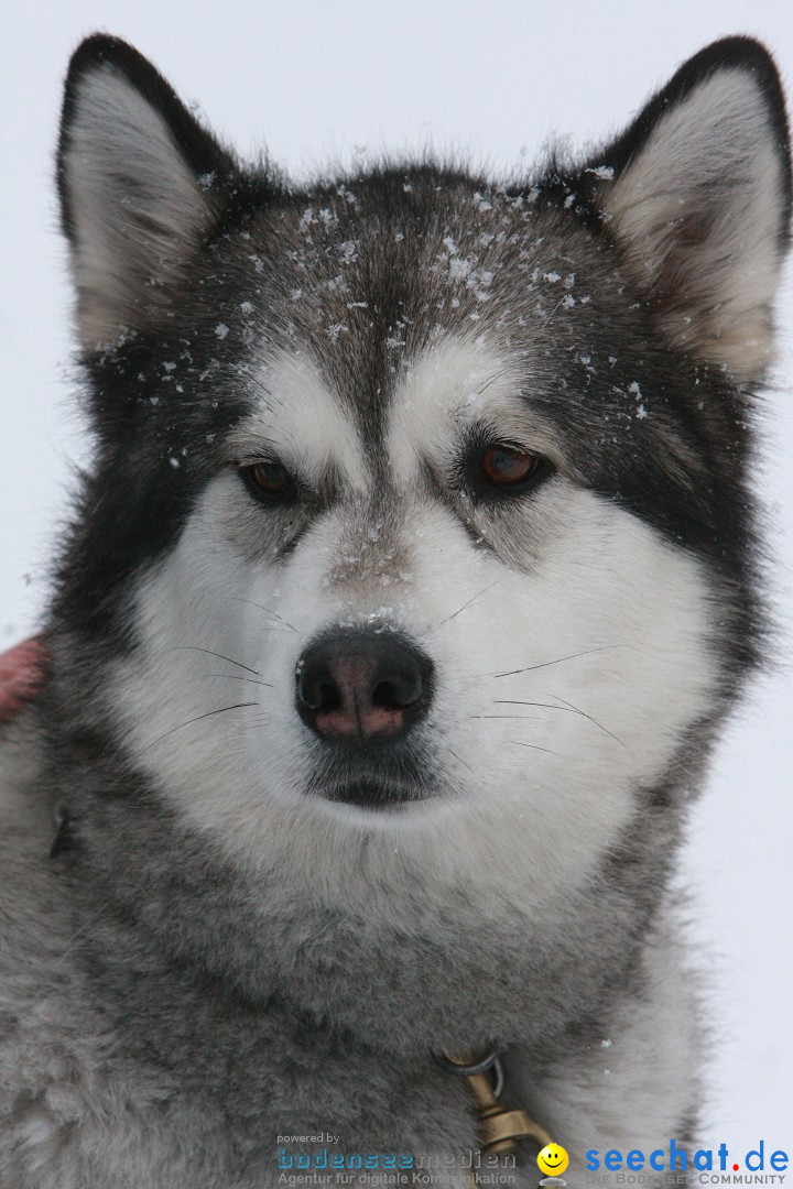 Schlittenhunderennen: Todtmoos im Schwarzwald, 24.02.2013