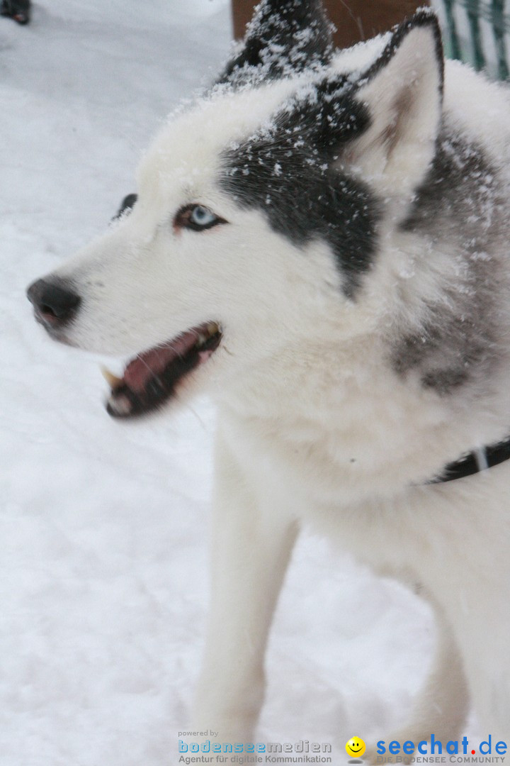 Schlittenhunderennen: Todtmoos im Schwarzwald, 24.02.2013