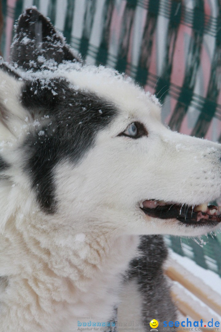 Schlittenhunderennen: Todtmoos im Schwarzwald, 24.02.2013