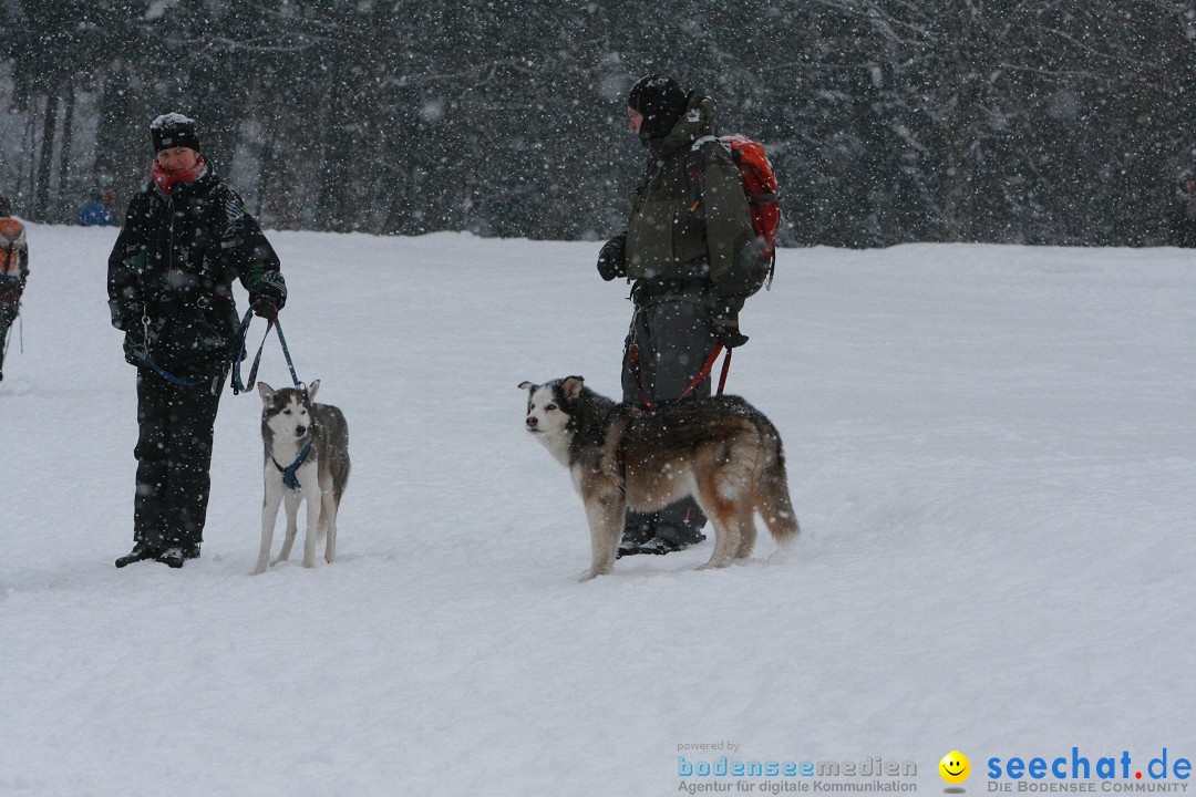 Schlittenhunderennen: Todtmoos im Schwarzwald, 24.02.2013