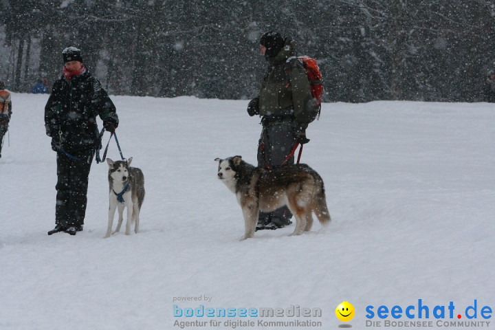 Schlittenhunderennen: Todtmoos im Schwarzwald, 24.02.2013