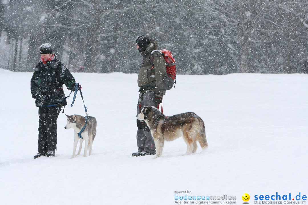 Schlittenhunderennen: Todtmoos im Schwarzwald, 24.02.2013
