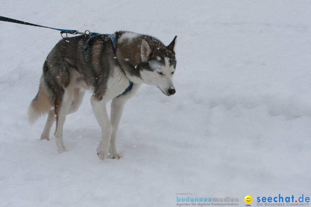 Schlittenhunderennen: Todtmoos im Schwarzwald, 24.02.2013