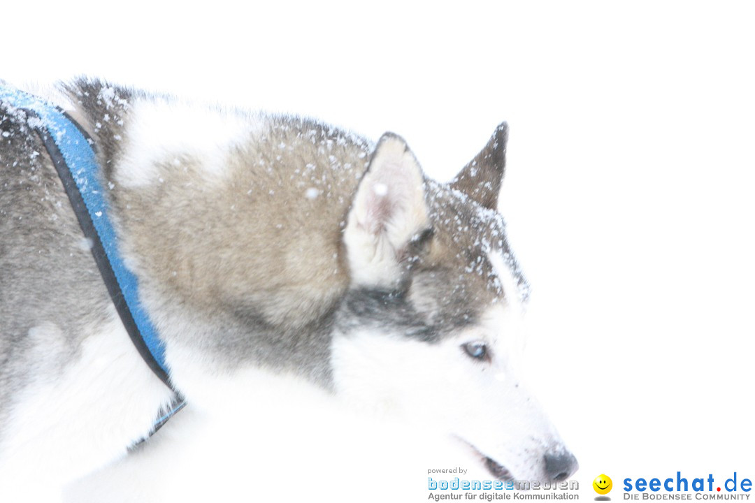 Schlittenhunderennen: Todtmoos im Schwarzwald, 24.02.2013