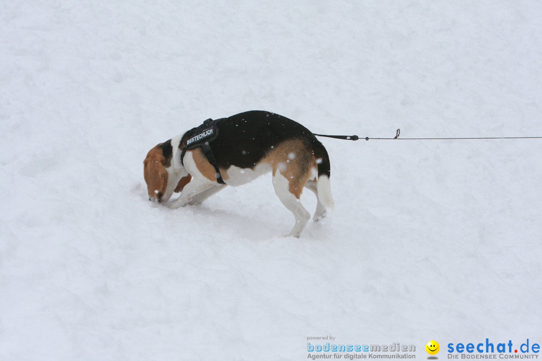 Schlittenhunderennen: Todtmoos im Schwarzwald, 24.02.2013
