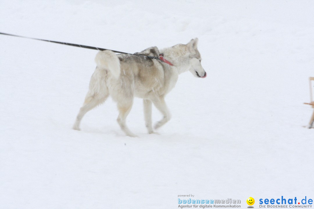Schlittenhunderennen: Todtmoos im Schwarzwald, 24.02.2013