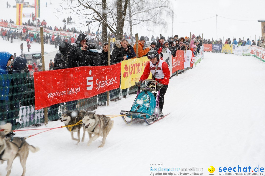 Schlittenhunderennen: Todtmoos im Schwarzwald, 24.02.2013