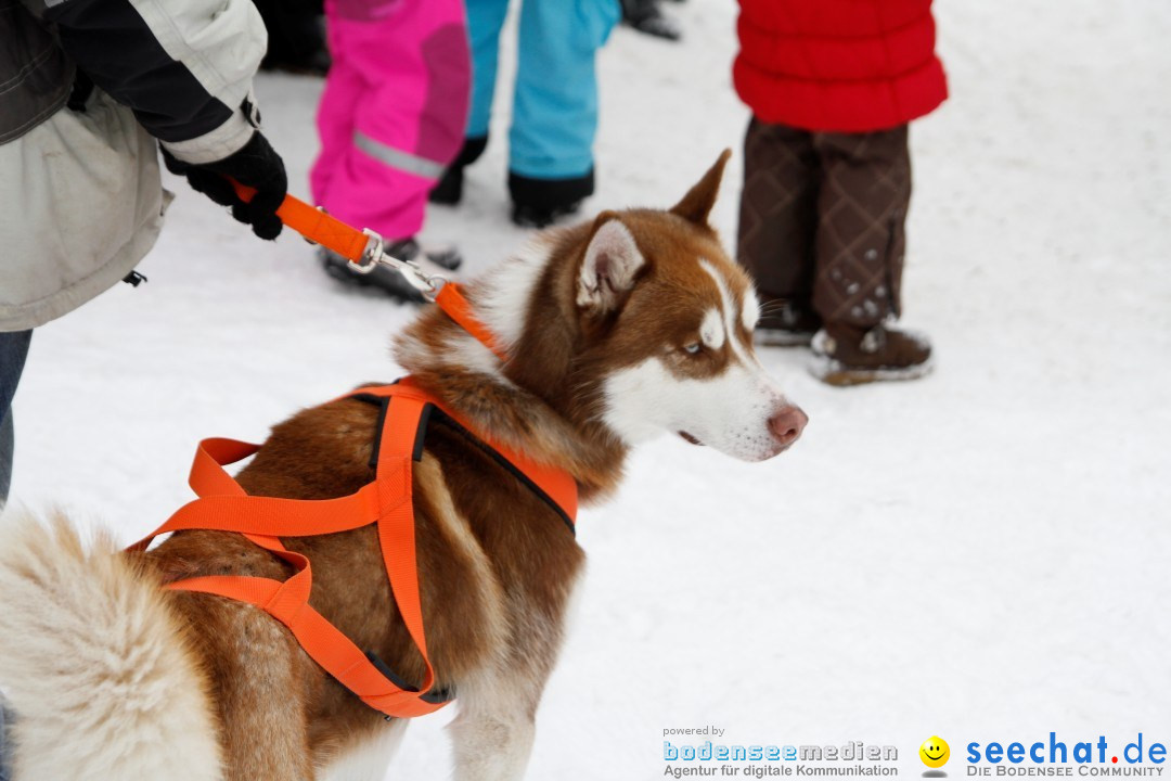 Schlittenhunderennen: Todtmoos im Schwarzwald, 24.02.2013