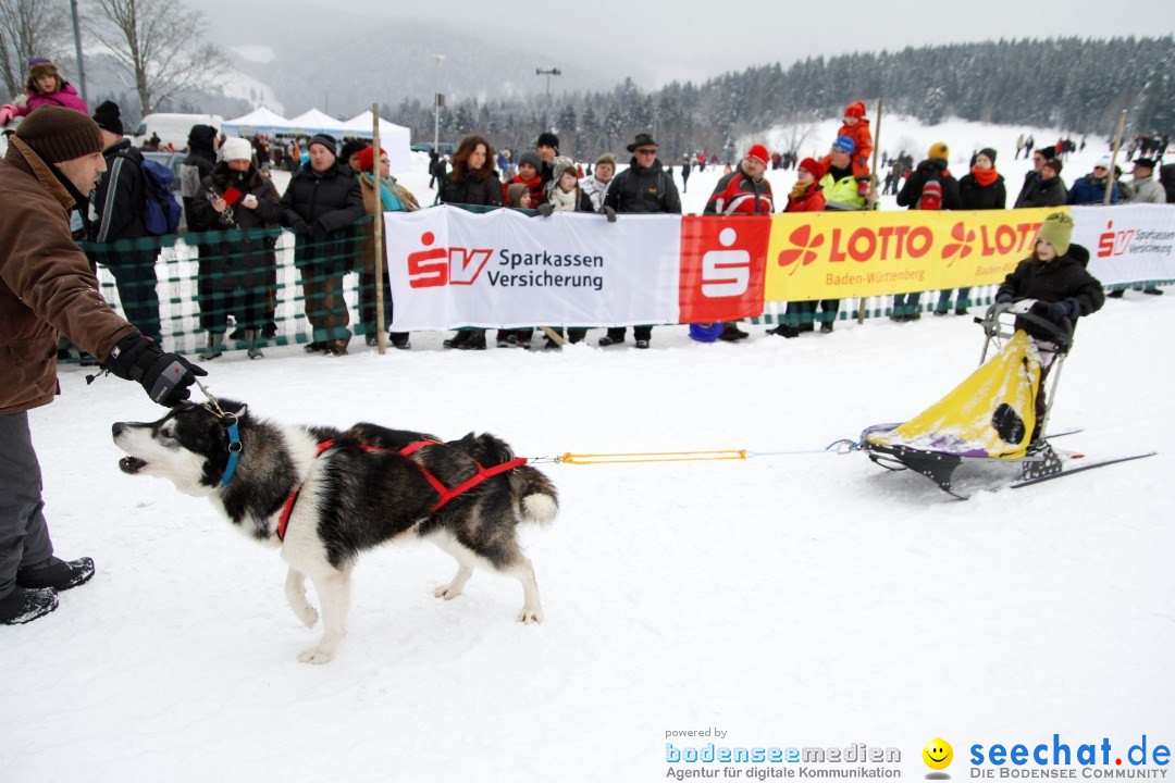 Schlittenhunderennen: Todtmoos im Schwarzwald, 24.02.2013