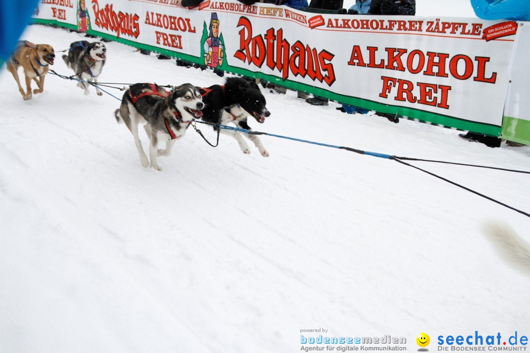Schlittenhunderennen: Todtmoos im Schwarzwald, 24.02.2013