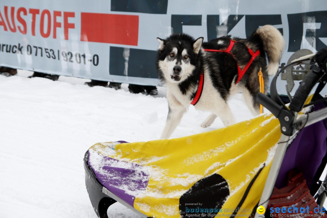 Schlittenhunderennen: Todtmoos im Schwarzwald, 24.02.2013