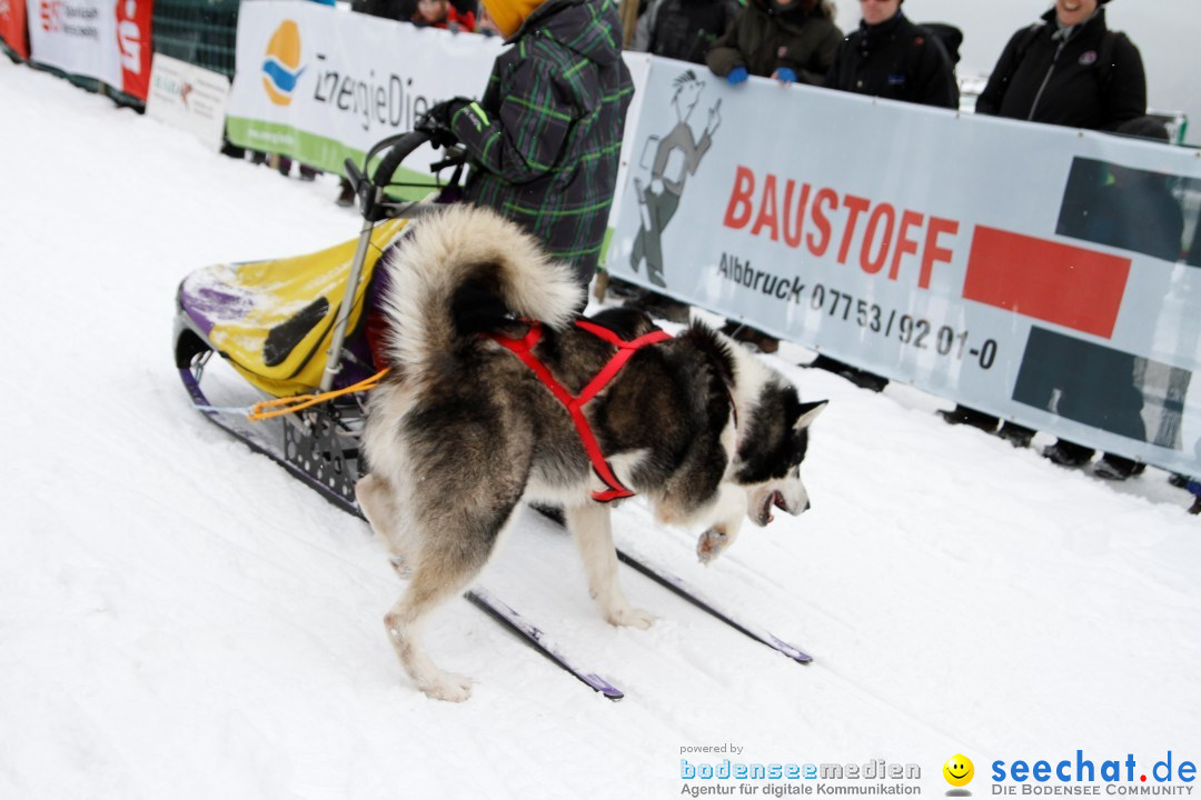 Schlittenhunderennen: Todtmoos im Schwarzwald, 24.02.2013