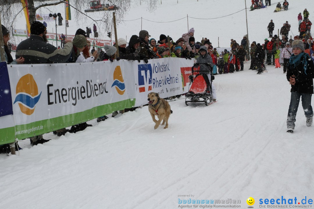 Schlittenhunderennen: Todtmoos im Schwarzwald, 24.02.2013