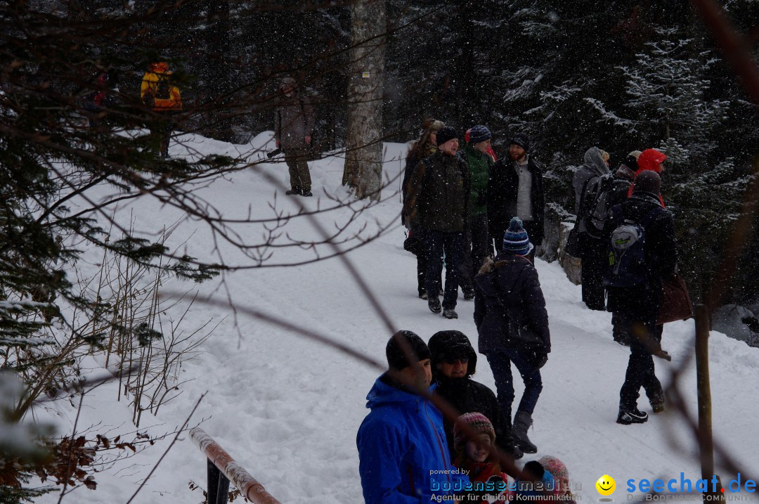Schlittenhunderennen: Todtmoos im Schwarzwald, 24.02.2013
