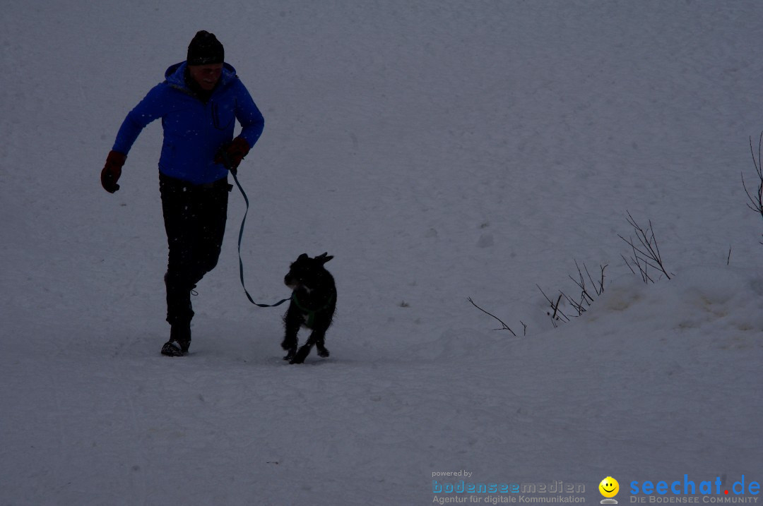 Schlittenhunderennen: Todtmoos im Schwarzwald, 24.02.2013
