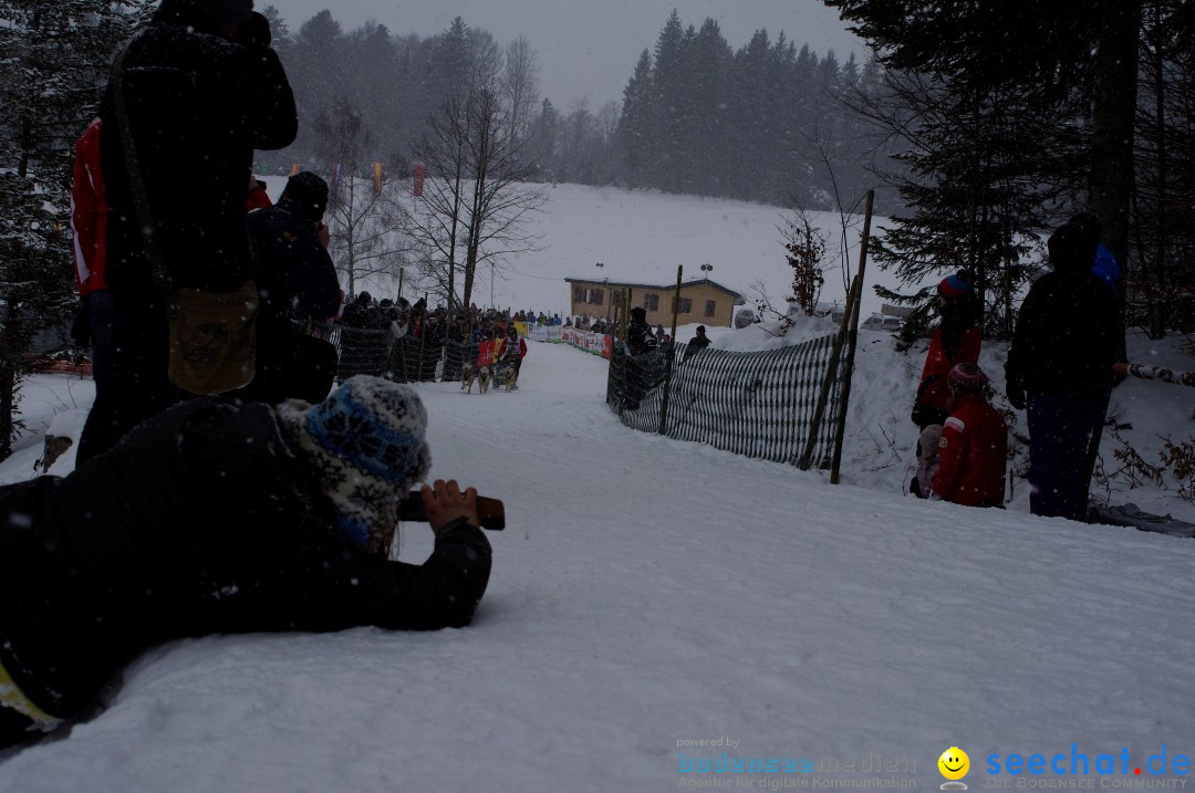 Schlittenhunderennen: Todtmoos im Schwarzwald, 24.02.2013