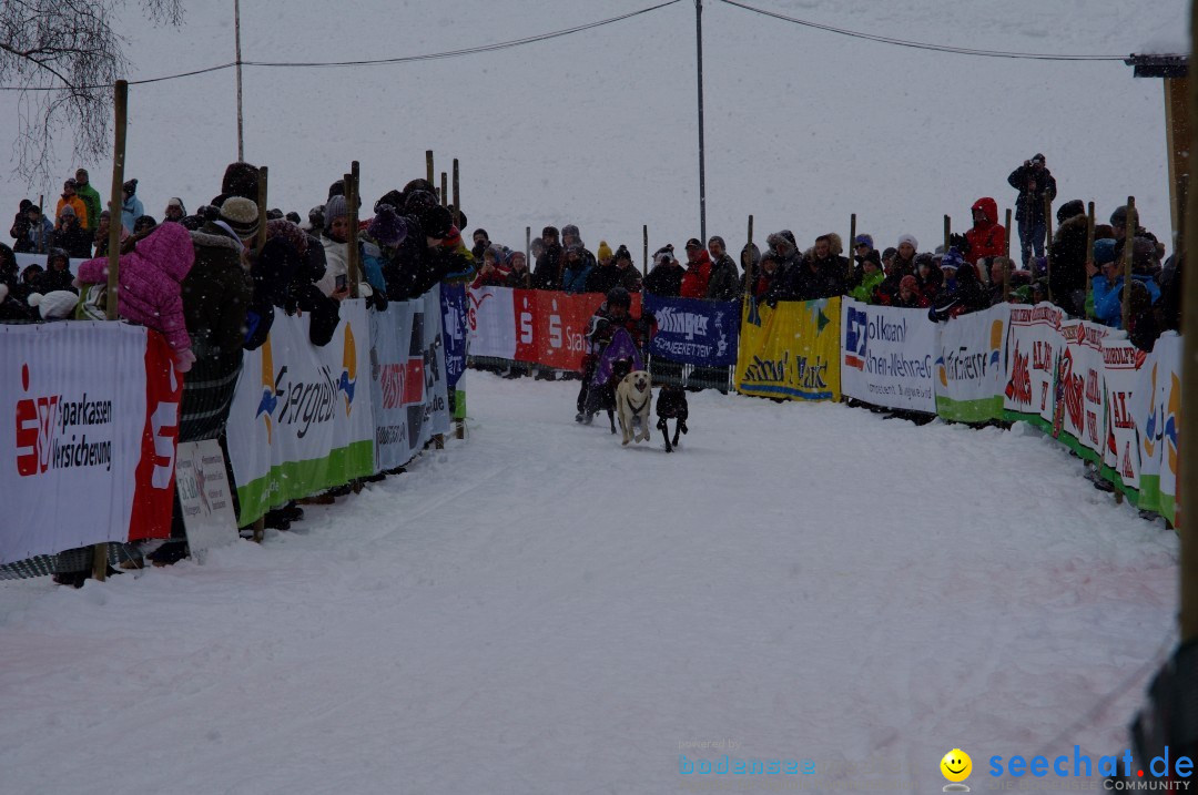 Schlittenhunderennen: Todtmoos im Schwarzwald, 24.02.2013