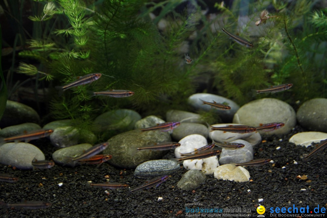 AQUA-FISCH - Messe: Friedrichshafen am Bodensee, 09.03.2013