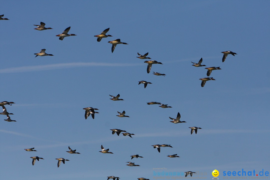 Zwei Zeppelin NT im Formations-Flug: Friedrichshafen am Bodensee, 19.10.201