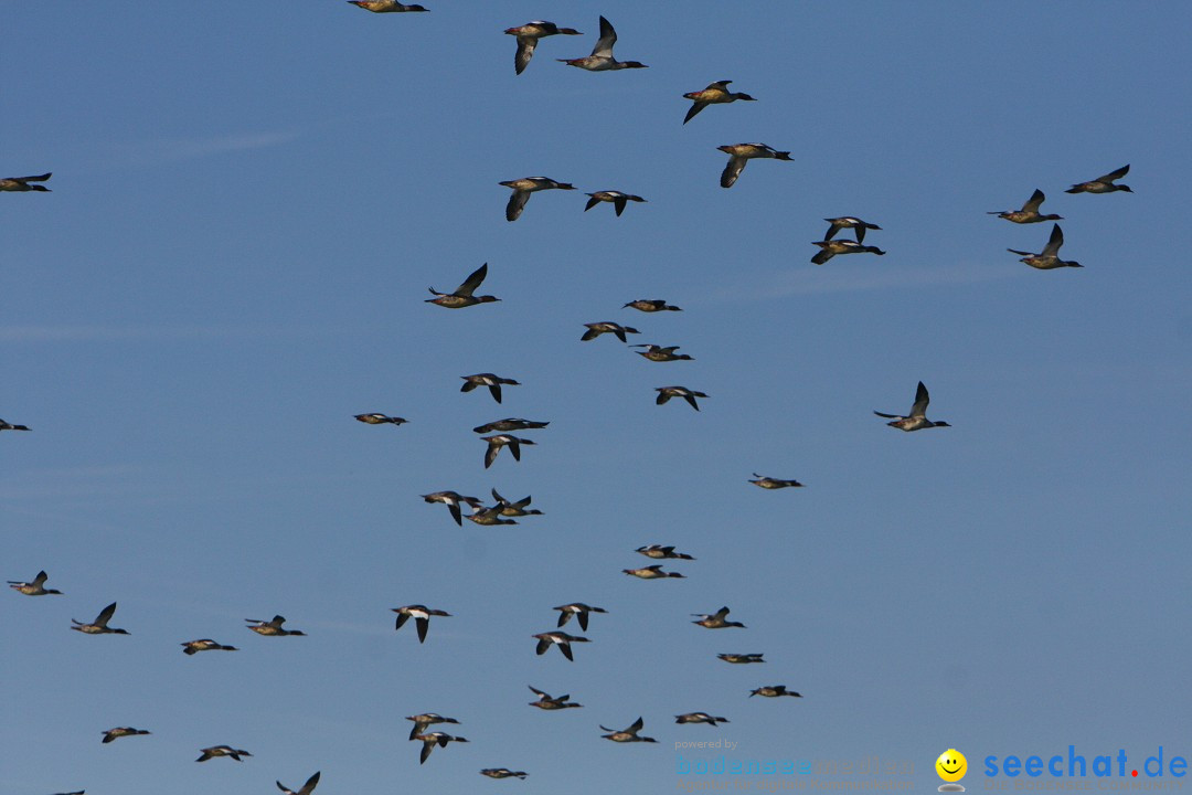 Zwei Zeppelin NT im Formations-Flug: Friedrichshafen am Bodensee, 19.10.201