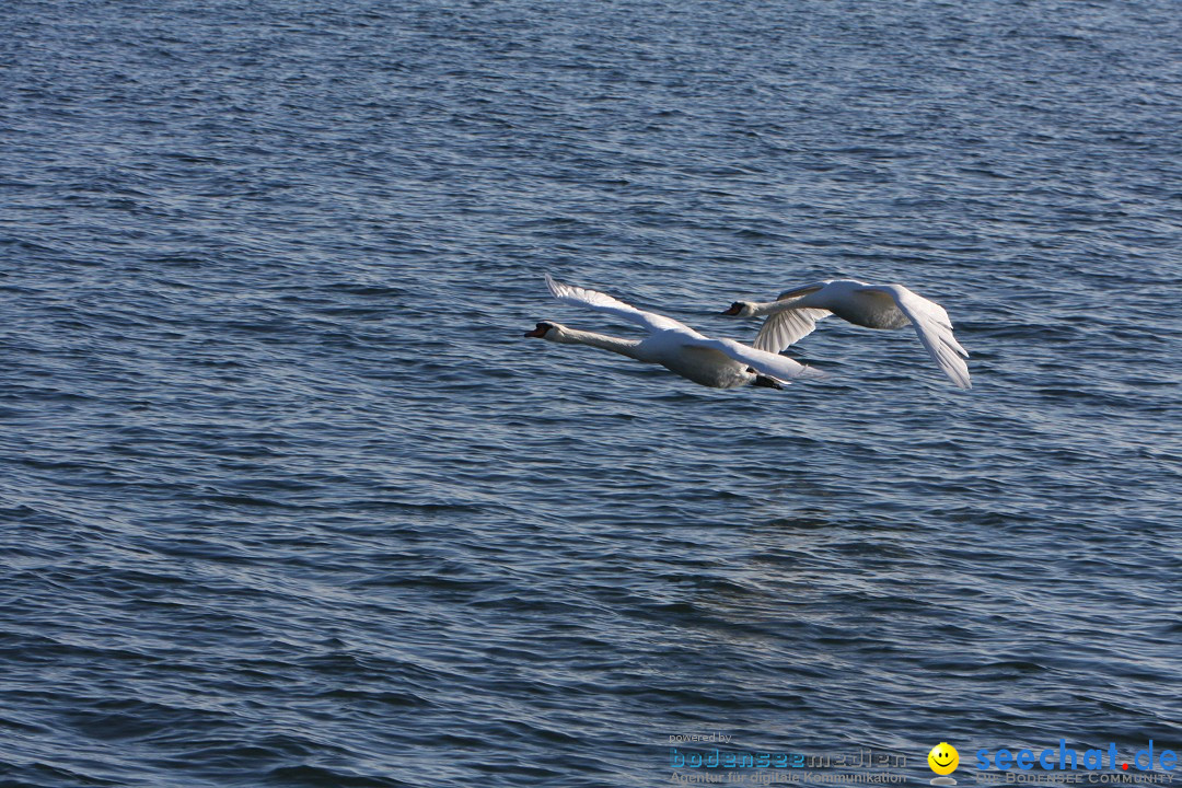 Zwei Zeppelin NT im Formations-Flug: Friedrichshafen am Bodensee, 19.10.201
