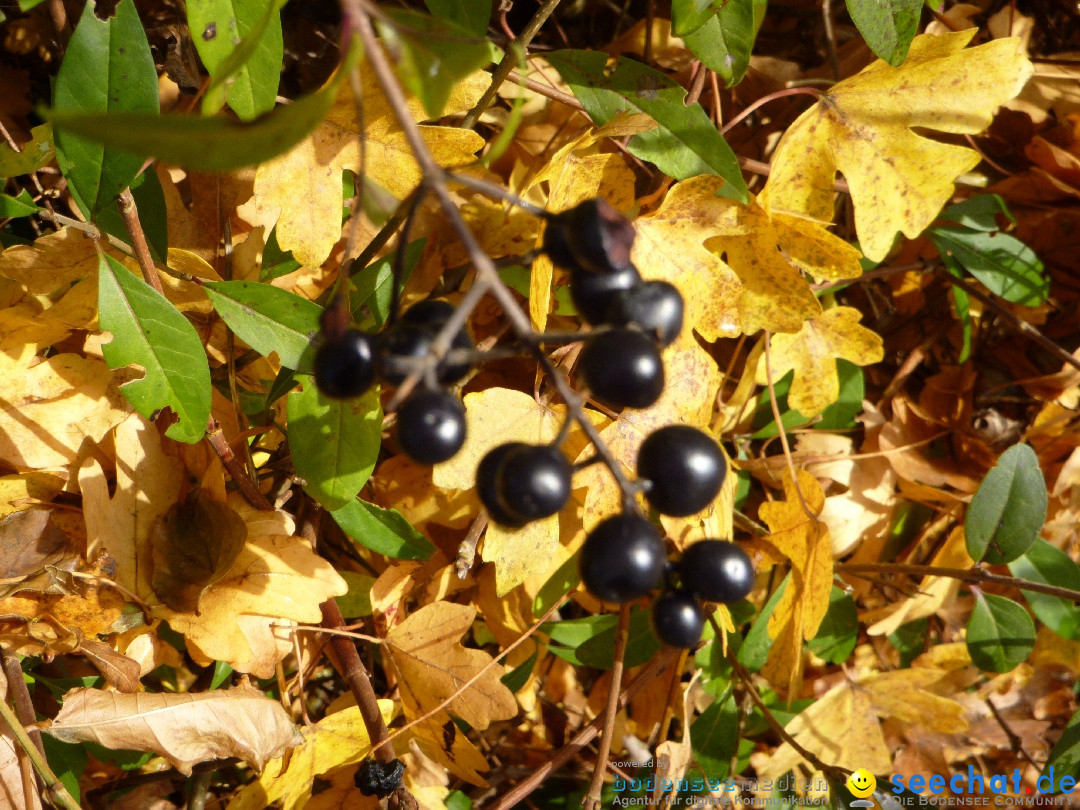 Bodensee-Herbst-Sipplingen-30-11-2013-Bodensee-Community-SEECHAT_DE-026.jpg