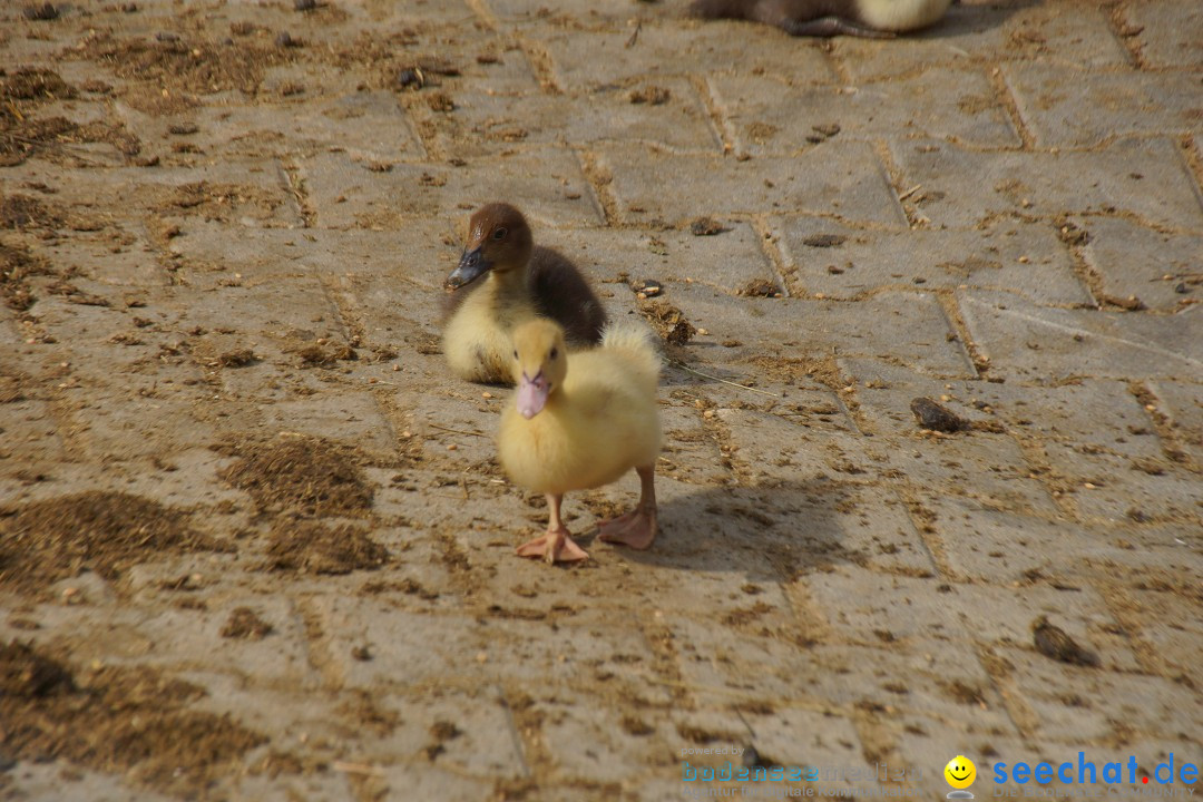 Lochmuehle-Eigeltingen-06-04-2014-Bodensee-Community-SEECHAT_DE-0044.JPG