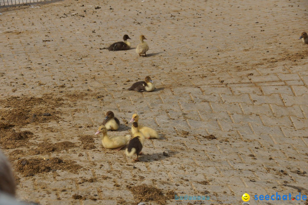 Lochmuehle-Eigeltingen-06-04-2014-Bodensee-Community-SEECHAT_DE-0045.JPG