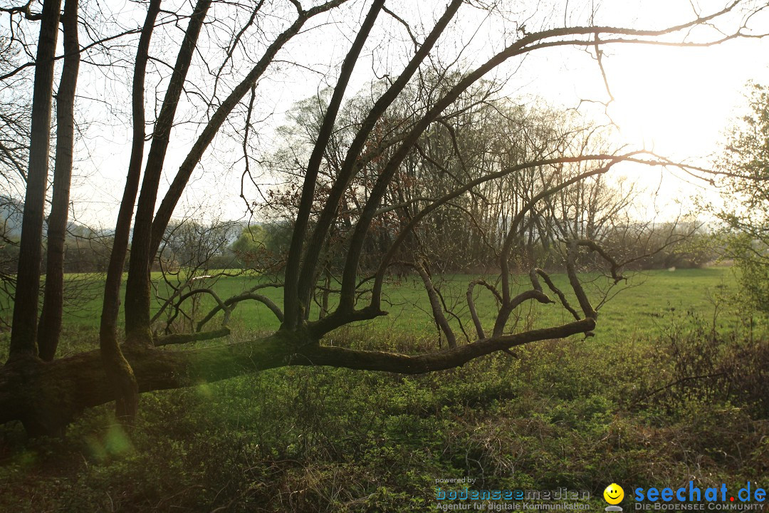 Naturschutzgebiet: Bodman - Ludwigshafen am Bodensee, 07.04.2014