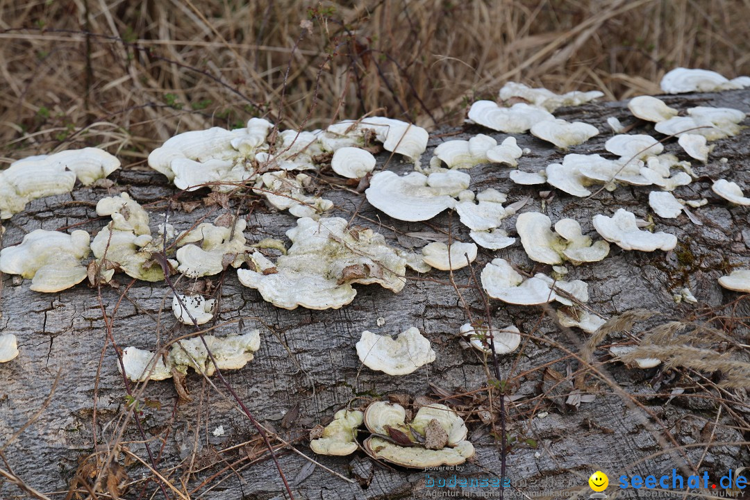 Naturschutzgebiet: Bodman - Ludwigshafen am Bodensee, 07.04.2014