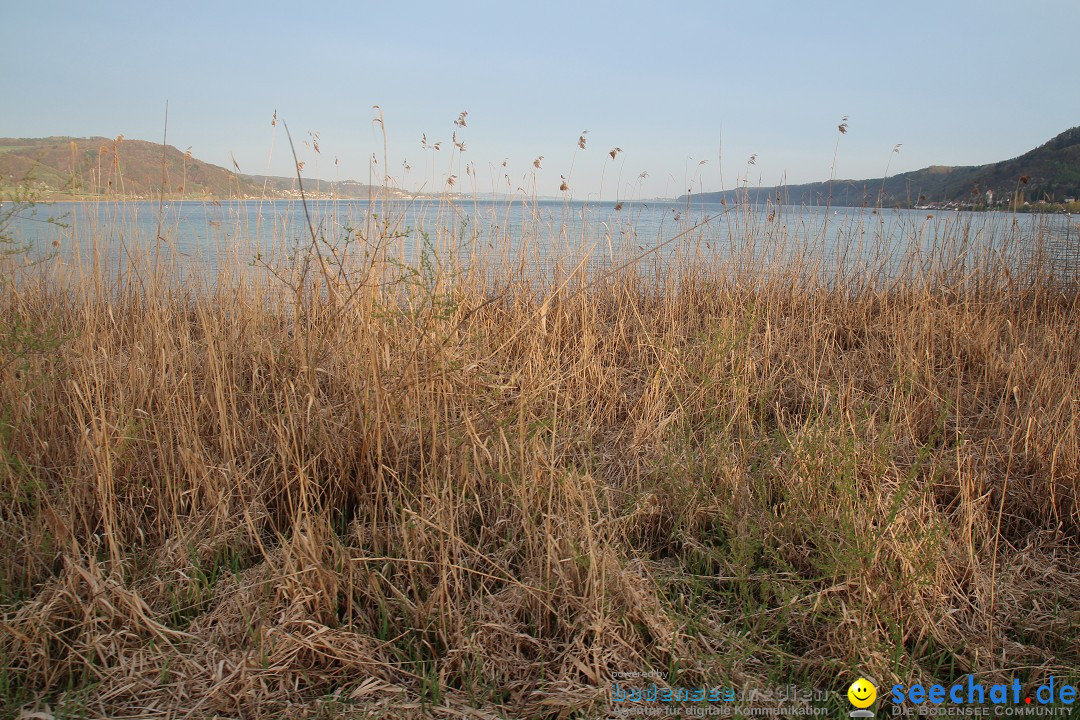 Naturschutzgebiet: Bodman - Ludwigshafen am Bodensee, 07.04.2014