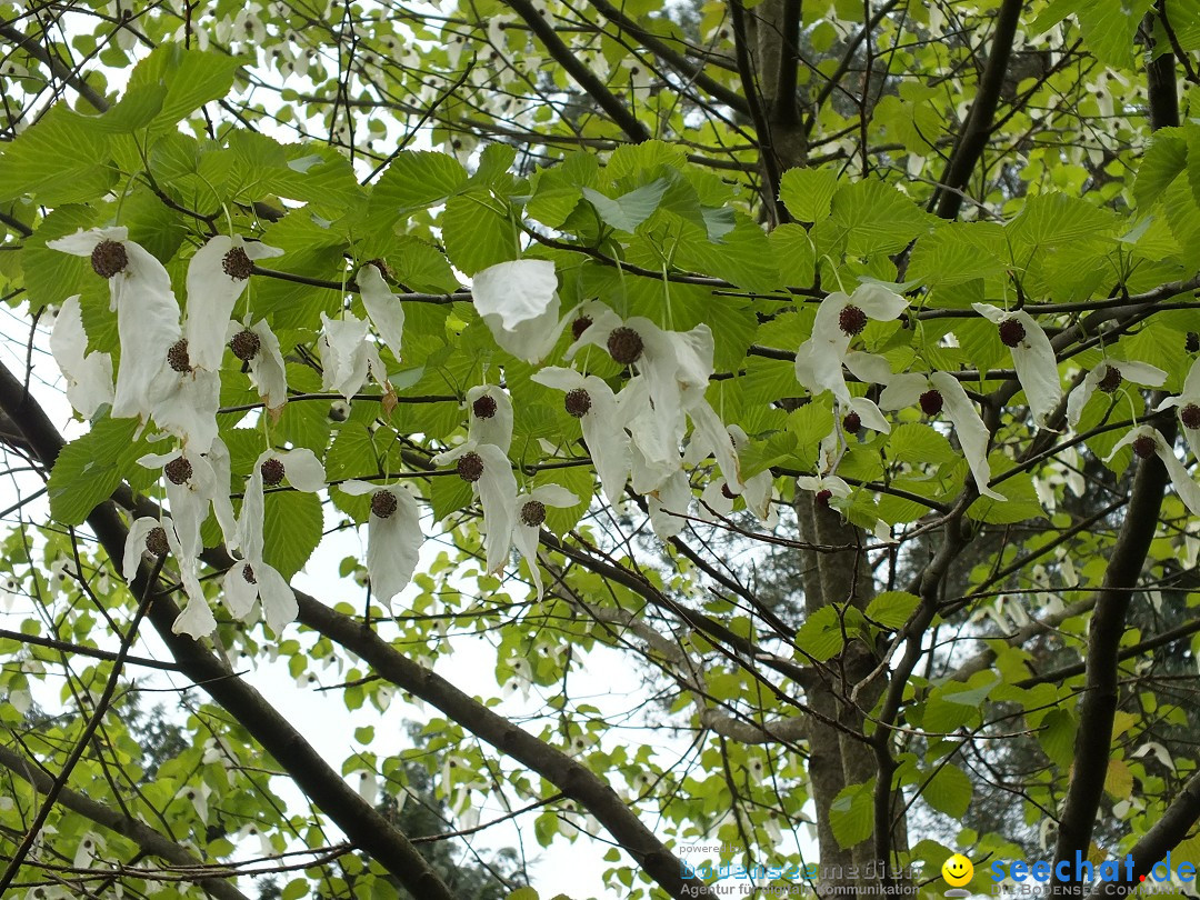 BADEN-BADEN-FINE_ART-140420-20-04-2014-Bodenseecommunity-seechat_de-DSCF4811.JPG