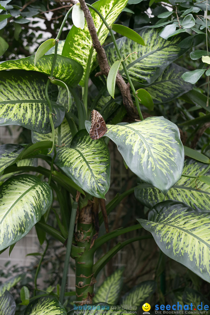 Insel Mainau: Die Blumeninsel mitten im Bodensee, 28.05.2014
