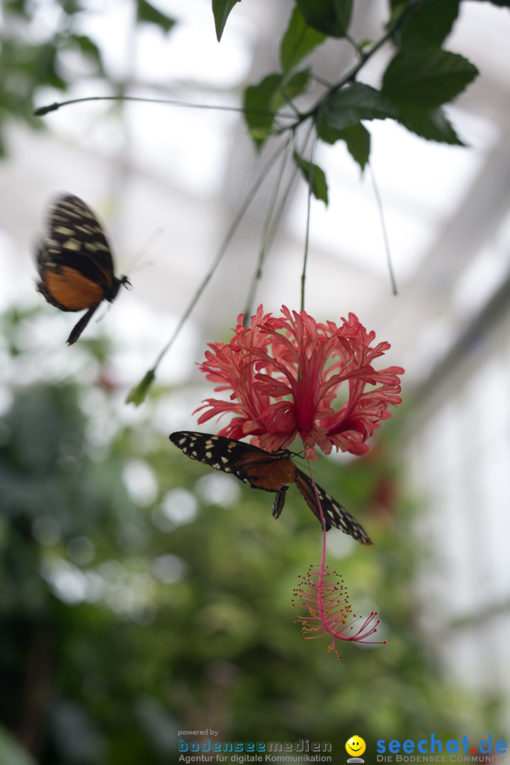 Insel Mainau: Die Blumeninsel mitten im Bodensee, 28.05.2014