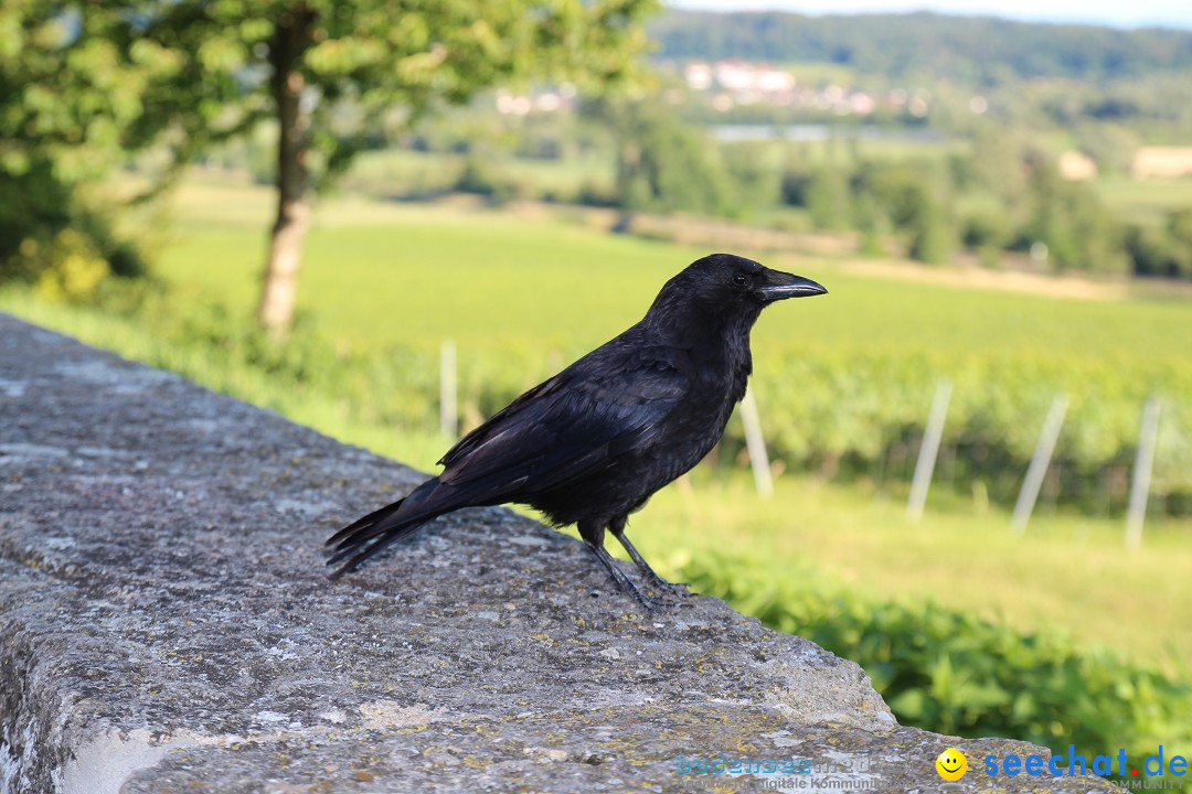 Wigald Boning durchquert den Bodensee: Friedrichshafen, 16.07.2014