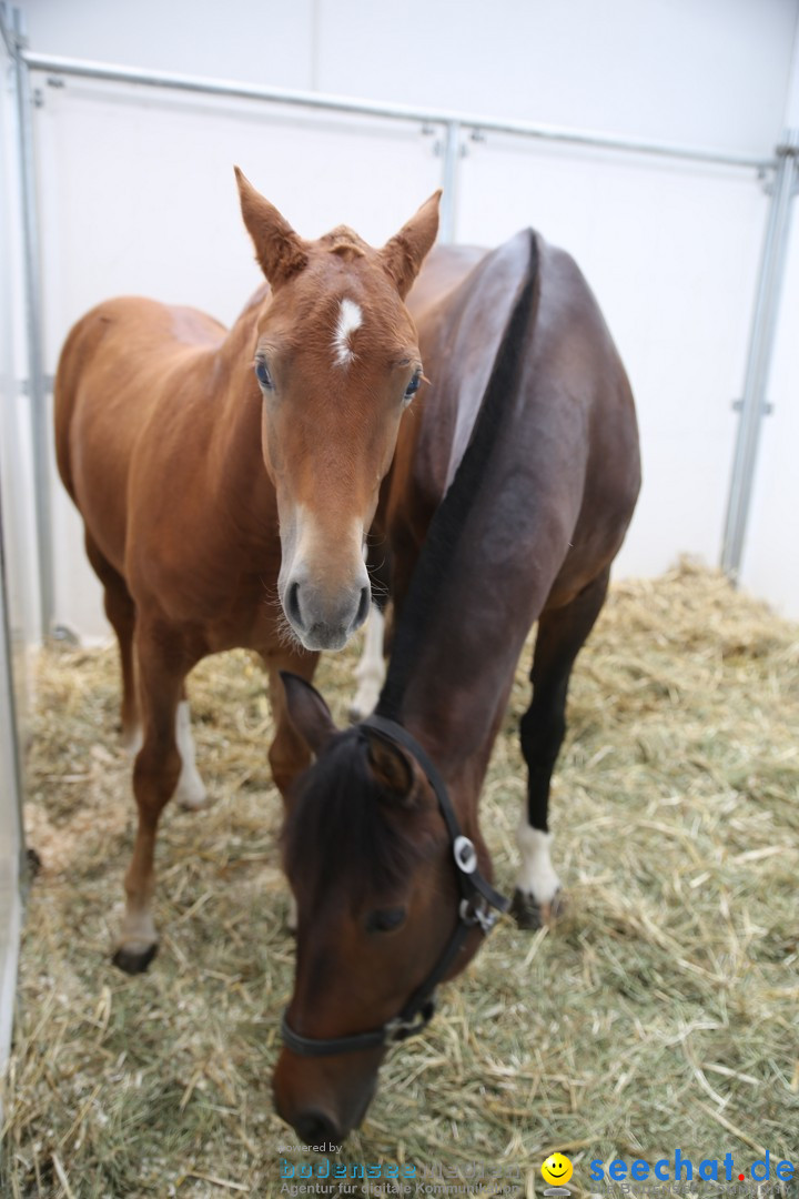 eurocheval - Europamesse des Pferdes - seechat: Offenburg, 27.07.2014