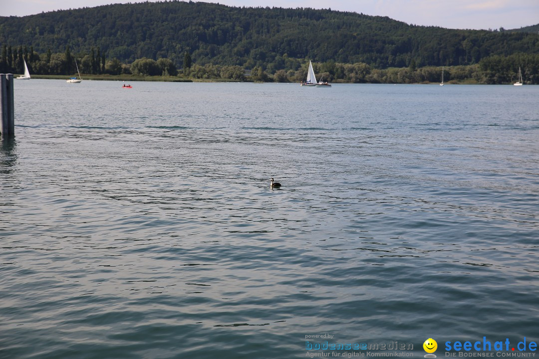 Badewannenrennen DLRG: Bodman-Ludwigshafen am Bodensee, 10.08.2014