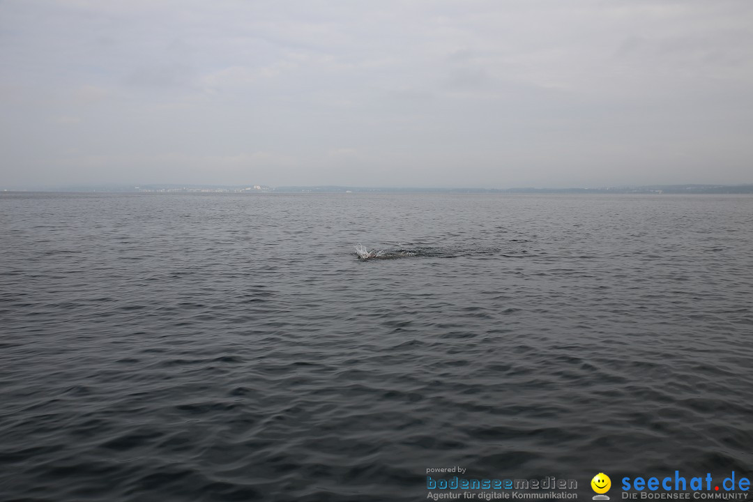 Bodenseequerung mit seechat.de Begleitboot: Maex: Friedrichshafen, 26.09.20